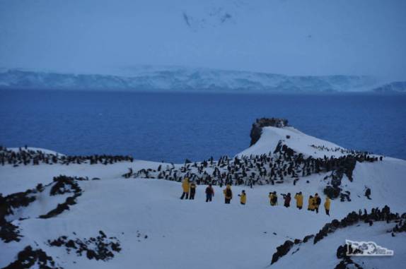 Passageiros do Sea Spirit se aproximam de colônia de pinguins chinstrap em Half Moon Island, na Antártida